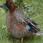 image of bird