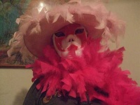 image of feather_boa