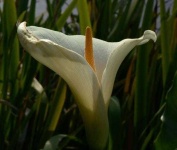 image of giant_white_arum_lily #0