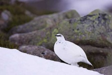 image of ptarmigan