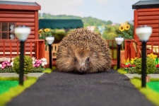 image of animal