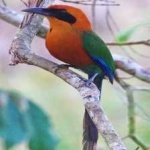image of bird