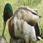 image of bird