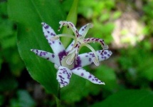 image of flower