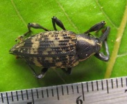 image of weevil