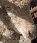image of animal