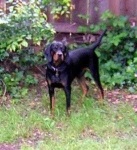 image of black_and_tan_coonhound #26