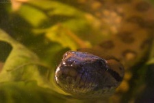 image of water_snake