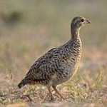 image of bird