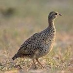 image of black_francolin #0