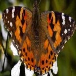 image of painted_butterfly #12