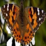 image of animal