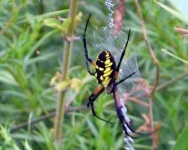 image of black_and_gold_garden_spider #1