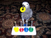 image of african_grey