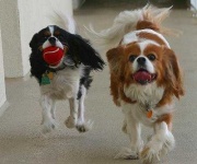image of blenheim_spaniel