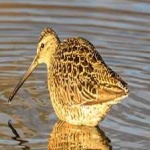 image of bird