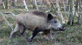 image of boar #32