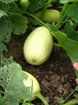 image of spaghetti_squash