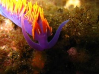 image of sea_slug #4