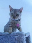 image of animal