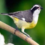 image of bananaquit #29