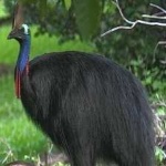 image of bird