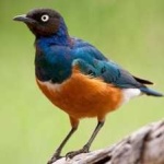 image of bird