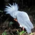 image of bird