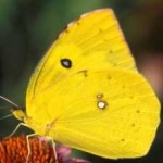 image of animal
