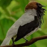 image of bird