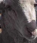 image of animal