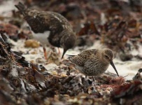 image of red_backed_sandpiper #25