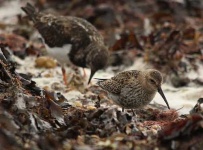 image of red_backed_sandpiper