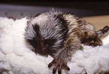 image of marmoset