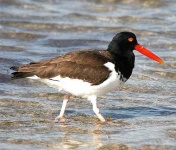 image of oystercatcher