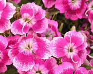 image of flower