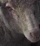 image of animal