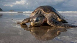 image of animal