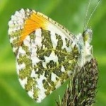 image of animal