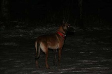 image of malinois