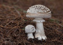 image of mushrooms