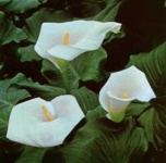 image of giant_white_arum_lily #45