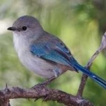 image of bird