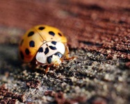 image of ladybug