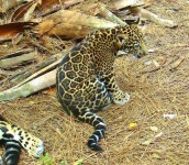 image of jaguar_car