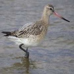 image of bar_tailed_godwit #16