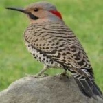image of bird