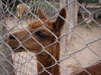 image of llama