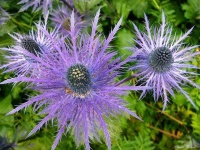 image of flower