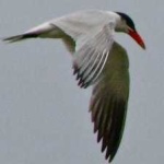 image of bird
